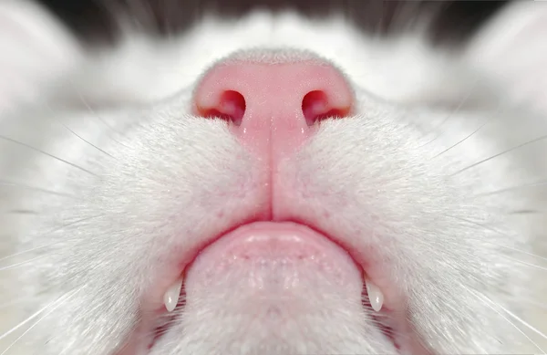 White cat nose blur macro