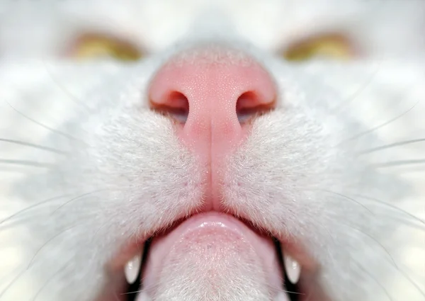 White Cat Nose Blur Macro
