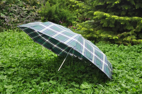 Big Umbrella On Green Clover Grass