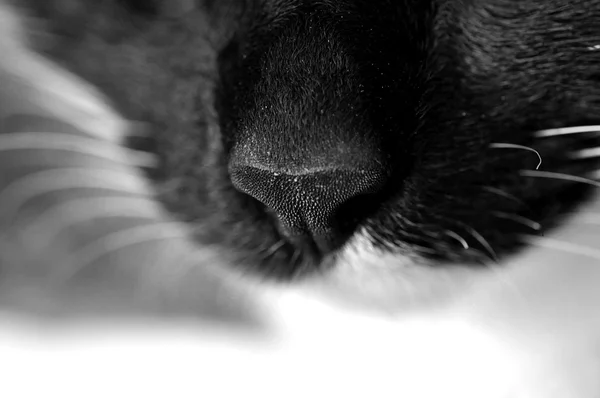 Nose of black and white cat macro in gray tone