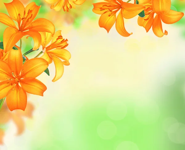 Lily Flowers border design over blurred nature background. Summe