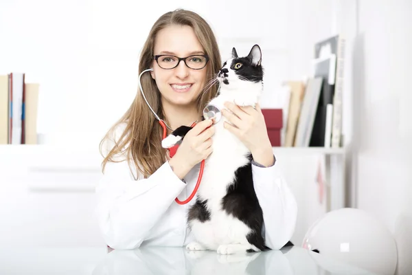 Young veterinary doing cat grooming