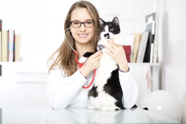 Young veterinary doing cat grooming