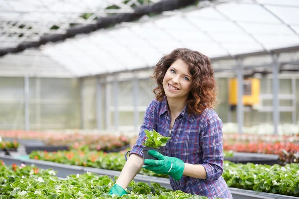 Happy female nursery worker trimming plants in greenhouse
