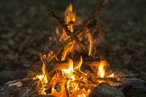 Campfire in the forest