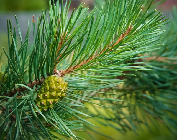 Pine tree with cone