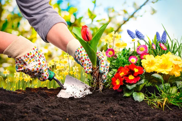 Planting flowers in a garden