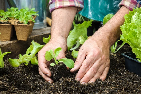 Farmer planting young seedlings