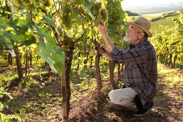 Man working in a vineyard