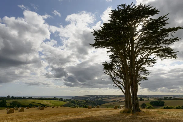 Lone tree and Looe coast, Cornwall