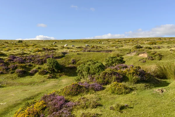 Heather and sheep in the moor, Dartmoor