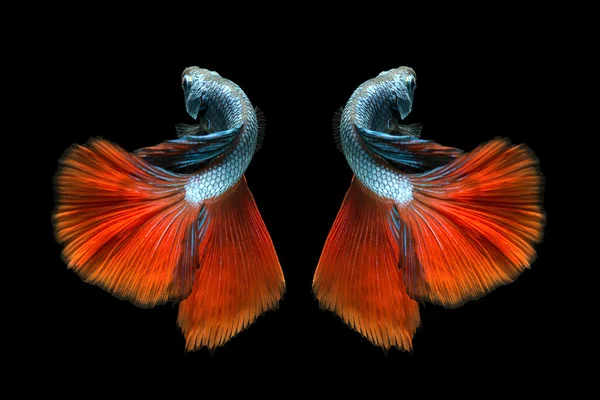 Capture the moving moment of red siamese fighting fish isolated