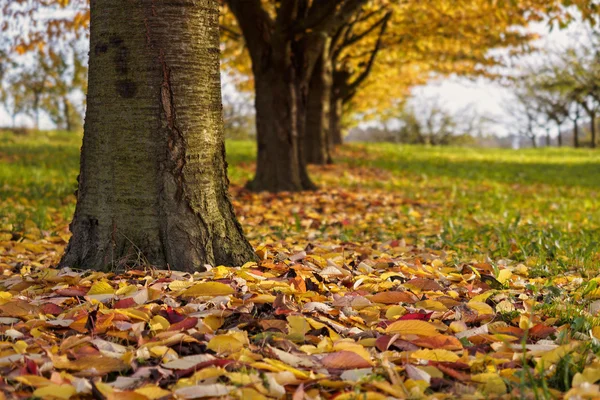 Fallen autumn leaves under tree trunk