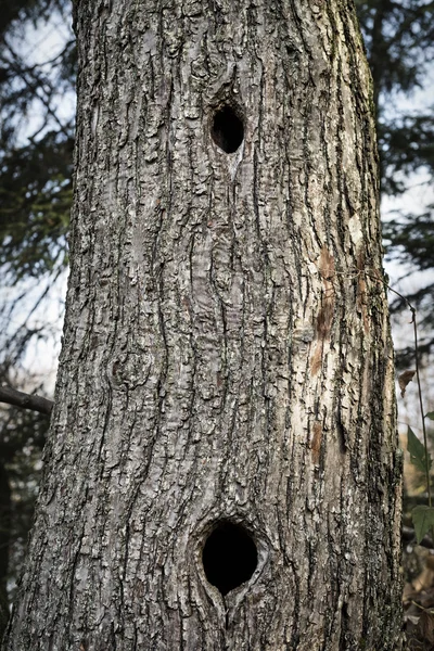 Black hole bird nest in tree trunk