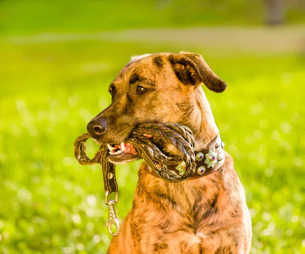 Mixed breed dog with leash