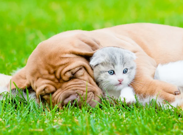 Puppy dog hugs newborn kitten