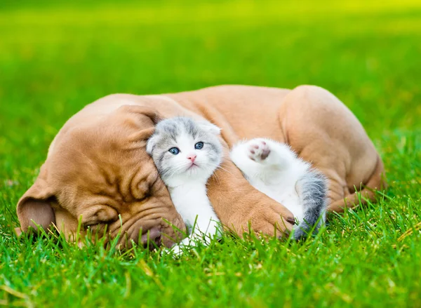 Bordeaux puppy hugs newborn kitten