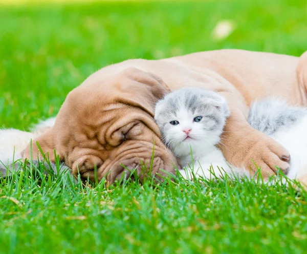 Bordeaux puppy dog hugs newborn kitten