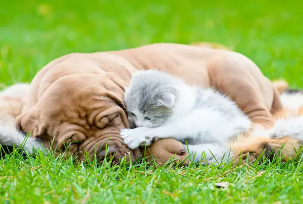 Bordeaux puppy dog sleep with newborn kitten