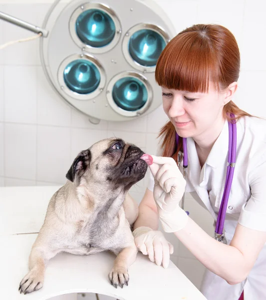 Female vet giving a pill to a obedient dog