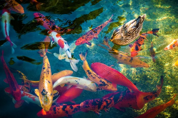 Koi Fishes and the Duck