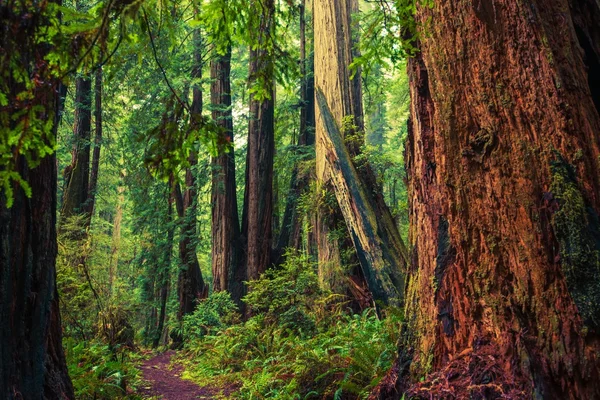 California Redwood Trail