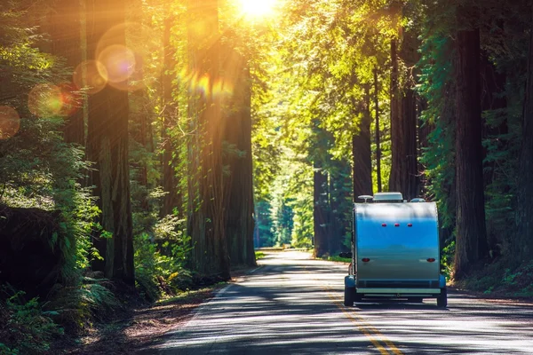 Camping in Redwoods