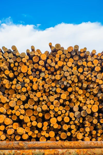 Pine Timber at Lumber Yard