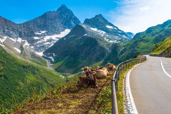 Swiss Alpine Milk Cows