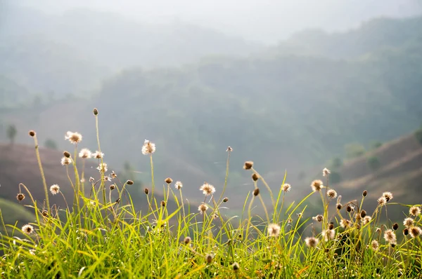 Mountains meadow and flower spring season in floral natual