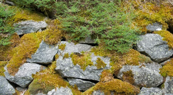 Mossy stones