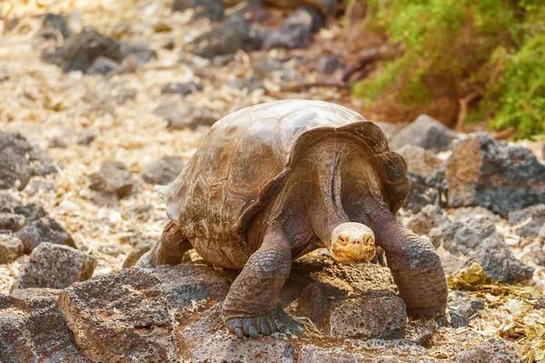 Giant turtle in Darwin Center, Galapagos