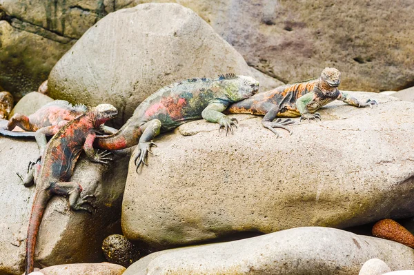 Lava lizard on Galapagos Islands