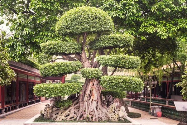 Baomo garden in China.