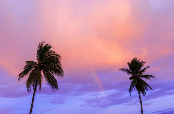 Palms, and sunset in Central America