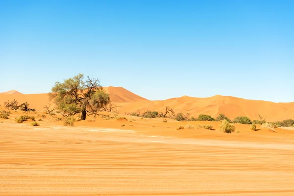 Sand Dune in the Namibian Desert near Sossusvlei