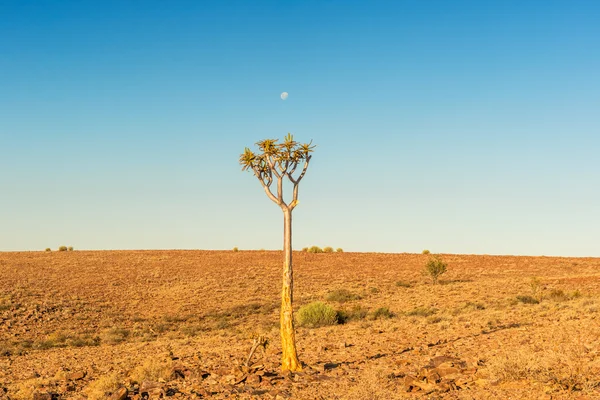 Tree in the Namib desert landscape