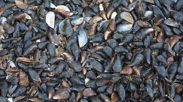 Seashells of mussels on the shore of the Black Sea near Odessa