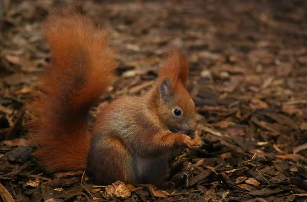 Cute squirrel