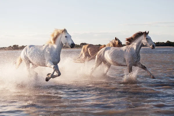 White horses running in the water