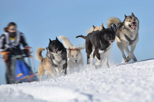 Musher hiding behind sleigh at sled dog race