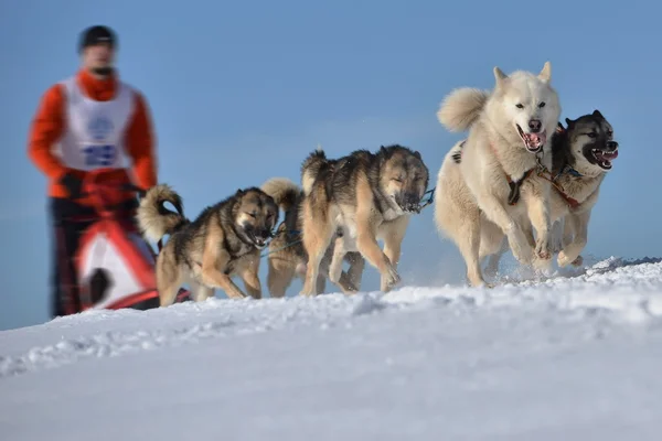 Musher hiding behind sleigh at sled dog race