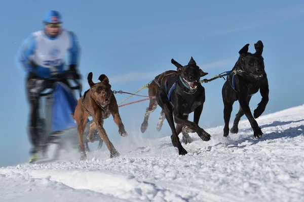 Musher hiding behind sleigh at sled dog race