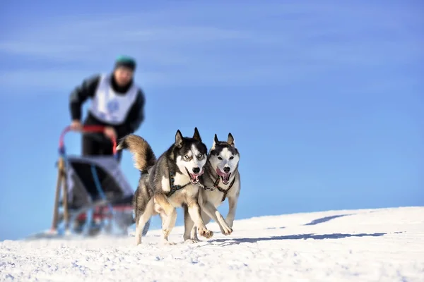 Musher hiding behind sleigh at sled dog race