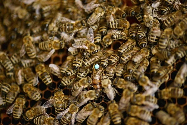 A swarm of bees in the apiary honey