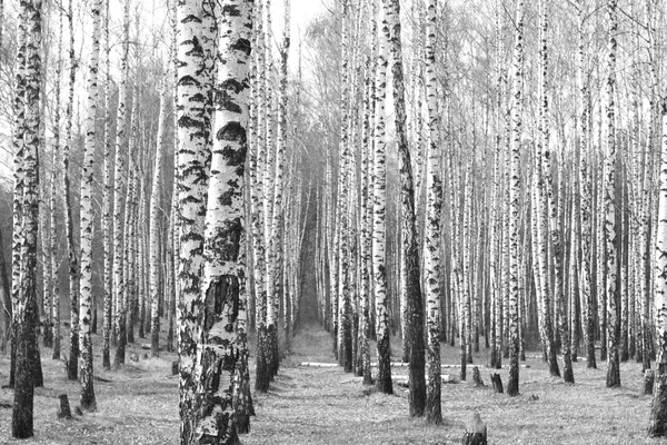 Birch forest, black and white photo