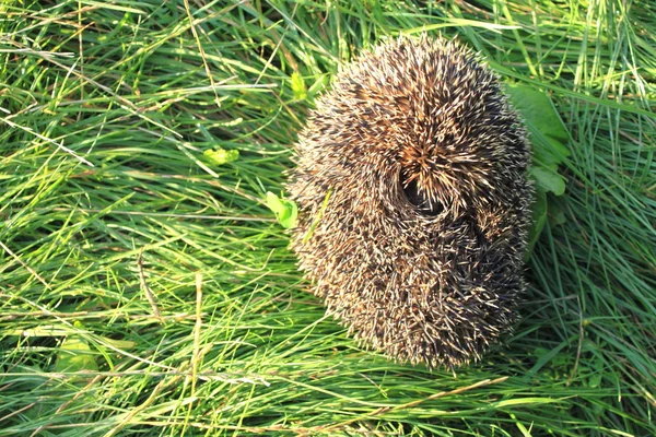 Curled up hedgehog in green grass