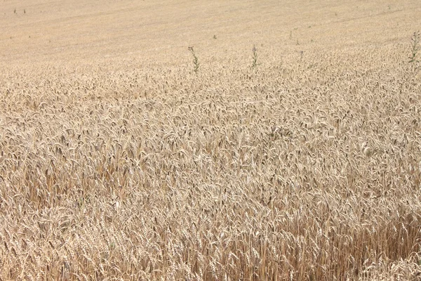 Field of wheat ready to be harvested