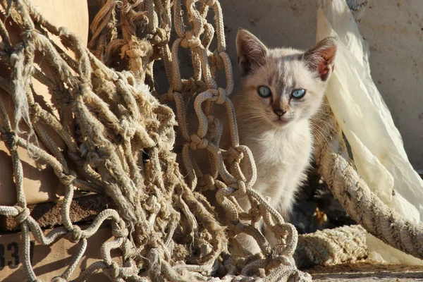 Kitten hiding behind fishing nets