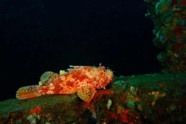 Underwater photography of Red scorpionfish.